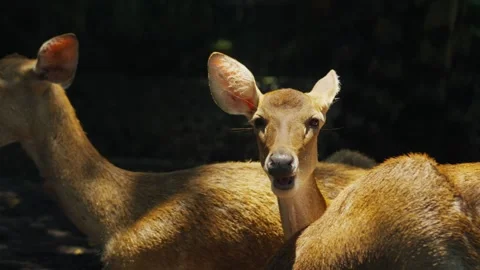 Elds deer chewing and looking at camera in the forest Stock Footage 312789109