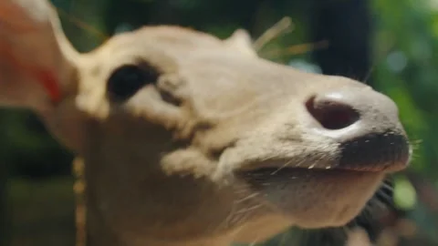 Elds deer close-up: exploring wildlife in natural habitat Stock Footage 312788749