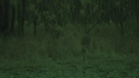 Eld's deer in forest, Cambodia Stock Footage 121355025