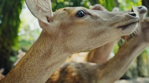 Elds deer herd looking around in natural habitat Stock Footage 312788821