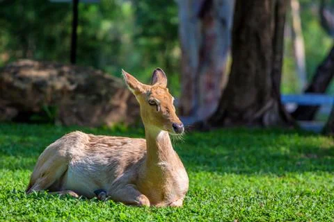 Eld's deer or Panolia eldii Foto stock