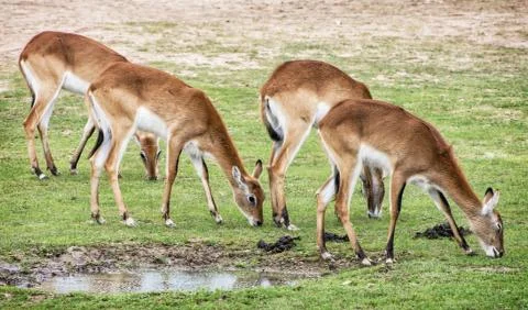 Eld's deer (Panolia eldii), animals by the water Stock Photos