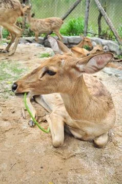 Eld's deer Stock Photos