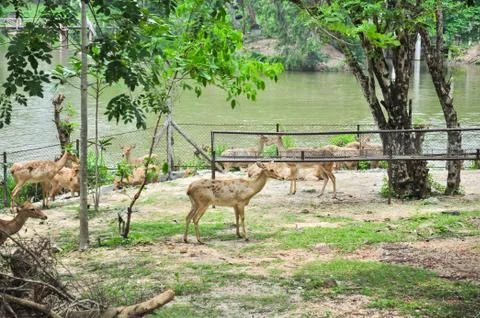 Eld's deer Stock Photos