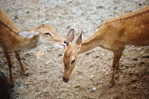 Eld's Deer Stock Photos