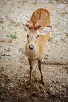 Eld's Deer Stock Photos