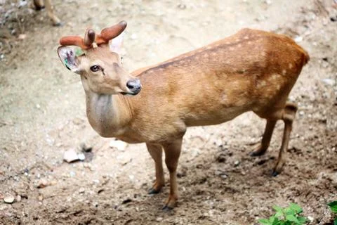 Eld's Deer Stock Photos