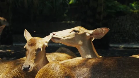 Elds deer showing affection in the sunlight Stock Footage 312789035