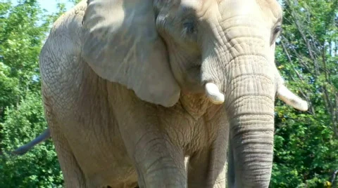 Ele 스톡 동영상 504432