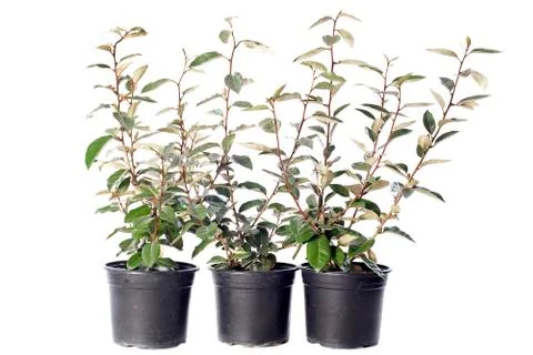 Eleagnus Stock Photos