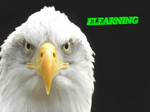 ELEARNING  bright green volume letter, animall white eagle on black backgroun Stock Illustration