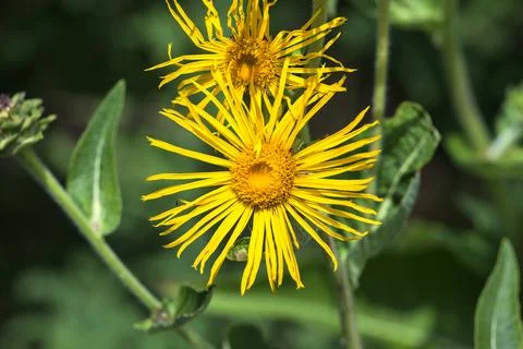 Elecampane inula helenium Stock Photos