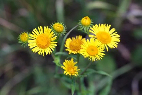 Elecampane Stock-Fotos