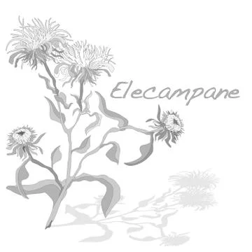 Elecampane vector illustration Stock Illustration
