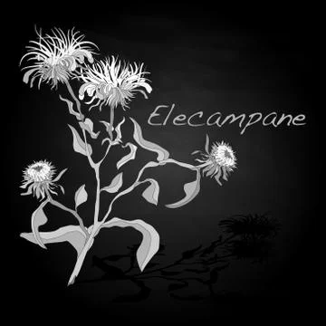 Elecampane vector illustration Stock Illustration