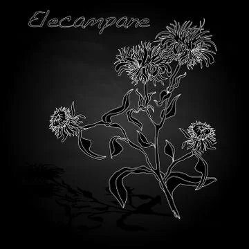 Elecampane vector illustration Stock Illustration