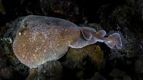 Electic stingray on reefs of the red sea Stock Photos