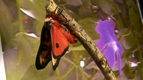 Electra Silkmoth on stick, wings flatten-out, long snuggle Stock Footage 47688134