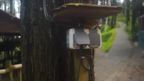 Electric box attached to a pine tree in a forest on the mountains of Java I.. Stock Footage 340057366
