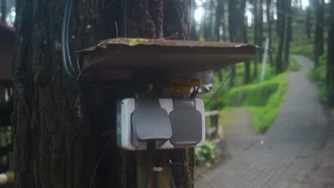 Electric cable connections on a tree trunk within a mountain landscape of J.. Stock Footage 340057381
