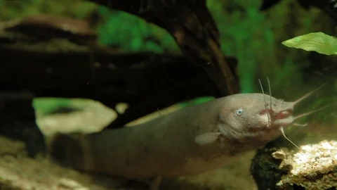 Electric Catfish (Malapterurus electricus) floating in special aquarium Vidéo 71804612