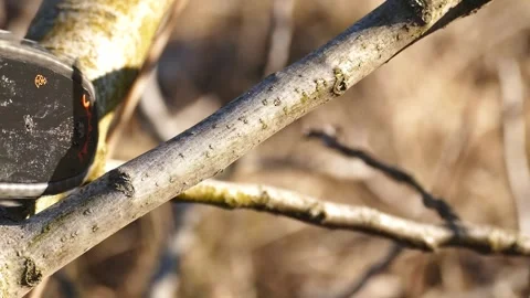 Electric chainsaw cutting through a walnut tree branch in slow motion. Stock Footage 330719601