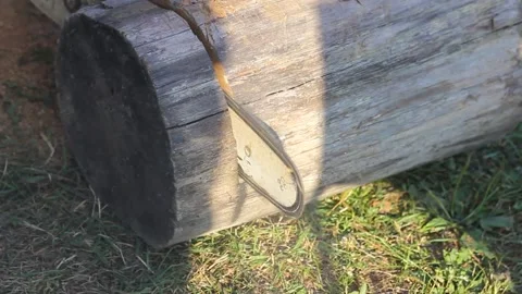An electric chainsaw saws a large log Stock Footage 152651722