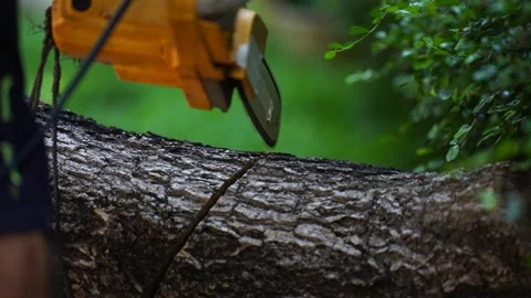 Electric chainsaws cut trees in the forest Stock-Footage 220474838