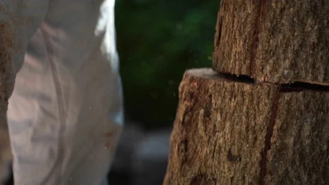 Electric chainsaws cut trees in the forest Video stock 220478870