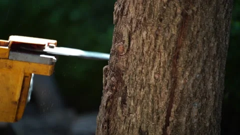 Electric chainsaws cut trees in the forest Stock-Footage 220478890
