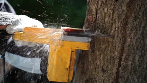 Electric chainsaws cut trees in the forest Stock-Footage 220479358