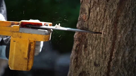 Electric chainsaws cut trees in the forest Video stock 220479449