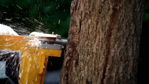 Electric chainsaws cut trees in the forest Stock-Footage 220480423