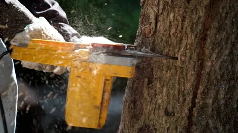 Electric chainsaws cut trees in the forest Stock-Footage 220482271