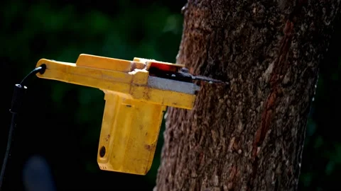 Electric chainsaws cut trees in the forest Stock-Footage 220482632