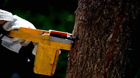 Electric chainsaws cut trees in the forest Video stock 220482836