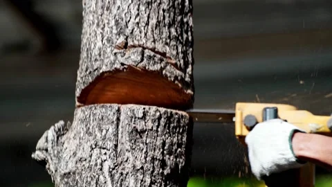 Electric chainsaws cut trees in the forest Stock-Footage 220483009