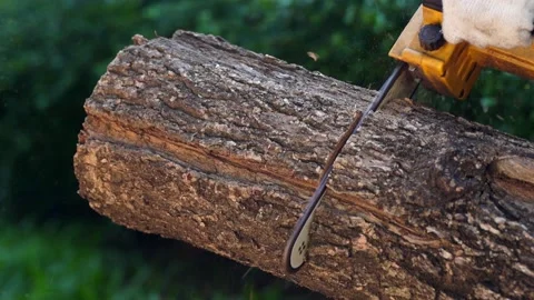 Electric chainsaws cut trees in the forest Stock-Footage 220483667