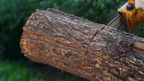 Electric chainsaws cut trees in the forest Video stock 220484065