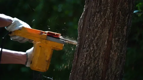 Electric chainsaws cut trees in the forest Video stock 220484757