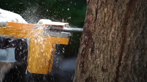 Electric chainsaws cut trees in the forest Video stock 220485304