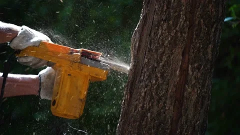 Electric chainsaws cut trees in the forest Video stock 220485305