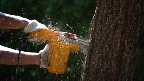 Electric chainsaws cut trees in the forest Stock-Footage 220485356