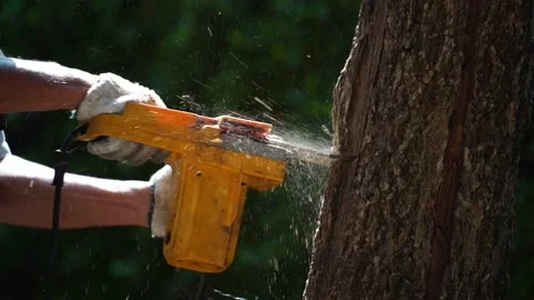 Electric chainsaws cut trees in the forest Video stock 220485660
