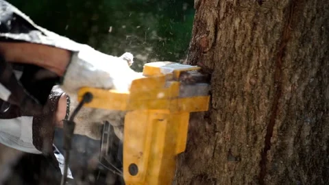 Electric chainsaws cut trees in the forest Stock-Footage 220486131