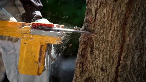 Electric chainsaws cut trees in the forest Video stock 220486217