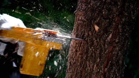 Electric chainsaws cut trees in the forest Video stock 220486365