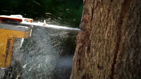 Electric chainsaws cut trees in the forest for Video stock 220496952