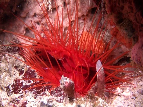 Electric clam Stock Footage 90654996