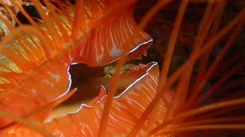 Electric clam Video stock 112037352